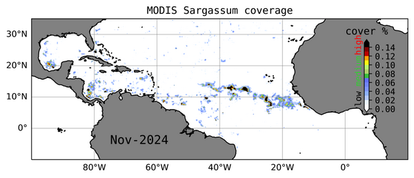 Observation de Sargasses (instrument Modis) en novembre 2024, utilisé pour initialiser le modèle de prévision saisonnière. Cette carte montre des structures très différentes de celles qui sont prévues pour avril 2025 (et qui ont été observées à ce moment-là) (crédit IRD/Legos)