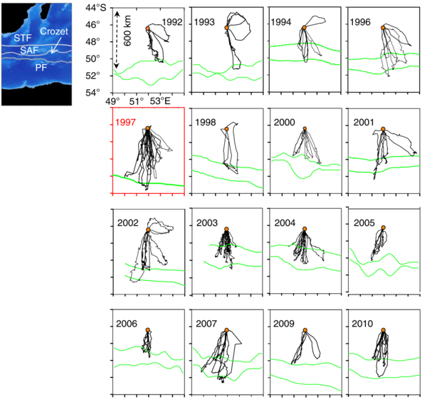 suivis de manchots année par année avec le front polaire (ligne verte, positionnée par les isothermes mensuels de 5°C et 4°C). En février-mars 1997, les manchots ont dû aller beaucoup plus loin pour trouver leurs proies pour se nourrir. (Crédits CEBC/CNRS)