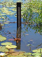Ruler used for crowd-sourced science