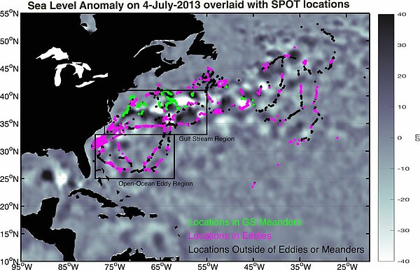 Two sharks tracking overlaid on Sea level anomalies for Jul 4,2013 from altimetry. Green/pink and black color-code related to the location of the sharks within mesoscale structures or not is deduced from eddy trajectory atlas (Credits Applied Physics Laboratory, University of Washington). 