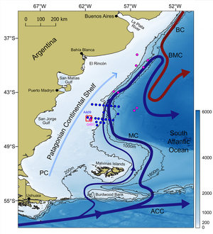 Plateau continental de Patagonie dans l'océan Atlantique. La zone de prolifération d'algues nuisibles est indiquée par le carré rouge, à l'intérieur duquel le point rose correspond à l'échantillonnage du 16 novembre, le point bleu à celui du 25 novembre (les autres points roses et bleus correspondent à d'autres échantillonnages effectués au cours de chacune des deux campagnes océanographiques). ACC : courant circumpolaire antarctique, MC : courant des Malouines, BC : courant du Brésil, BMC : confluence Brésil-Malouines et PC : courant de Patagonie. (d'après [Guinder et al., 2025], crédit IADO-CONICET)