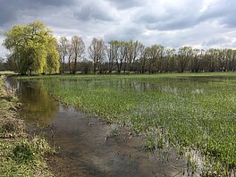 Photo de la zone humide près de Sélestat (Crédits H. Yésou, Sertit/Icube)