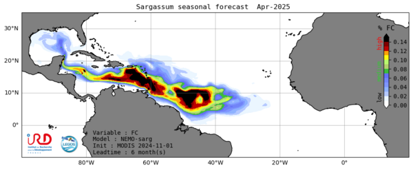 Prévision de présence de Sargasses pour avril 2025, calculée en novembre 2024 à partir des observations réalisées à cette date (crédit IRD/Legos)