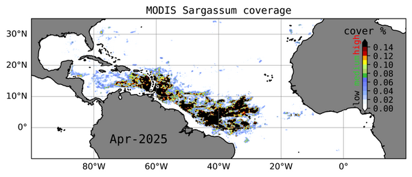 Observation de Sargasses (instrument Modis) en avril 2025, à comparer avec la prévision réalisée 7 mois plus tôt (crédit IRD/Legos)