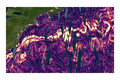 Les vitesses des courants géostrophiques dans le Gulf Stream telles que dérivées des données SSHA de KaRIn (données "L3", sans interpolation) (Crédits Cnes/CLS/JPL)