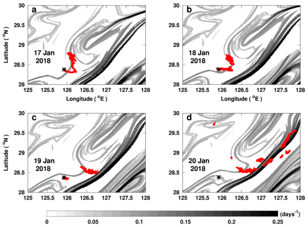 Gray-scaled filament-shaped fronts: daily backward finite-size Lyapunov exponent fronts (FSLE) in the East China Sea at the time when there was an oil spill. Black fronts reveal highly attractive and stretching zones. The black asterisk in all panels indicates the location where the Sanchi tanker, at the origin of the spill, sank. The red patch represents the day by day evolution of the leaked oil (from satellite images) from January 17th to 20th 2018.  (credit Locean/IPSL, oil spill data CLS)