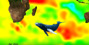 Animal tracking : example with Humpback whales