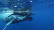 Marine animals: the humpback whale (video)
